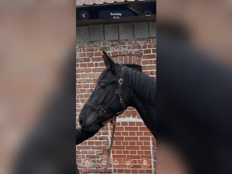 Hannoveraner Wallach 3 Jahre 172 cm Schwarzbrauner in Visselhövede