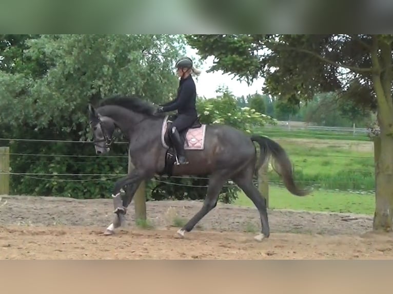 Hannoveraner Wallach 3 Jahre 173 cm Apfelschimmel in Prietzen