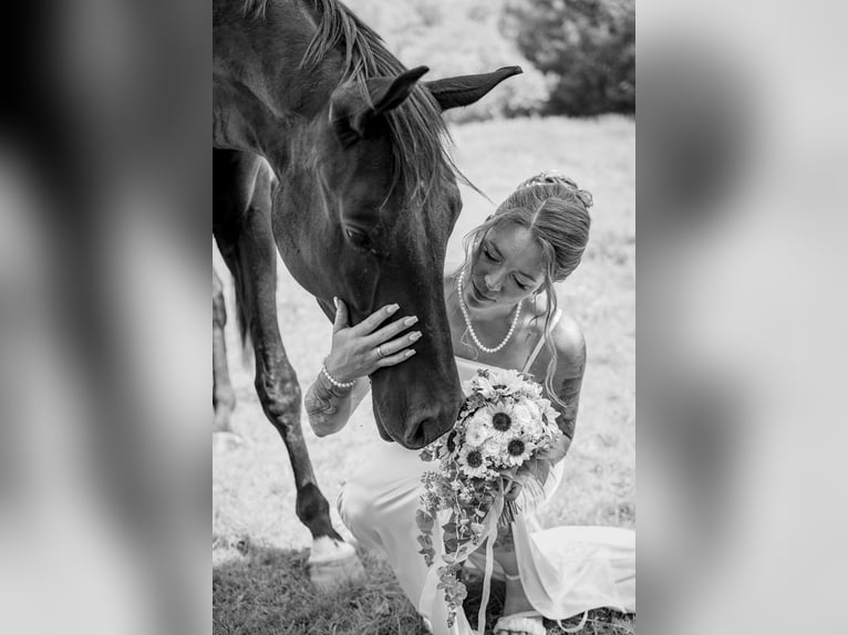 Hannoveraner Wallach 3 Jahre 173 cm Rappe in Vienenburg