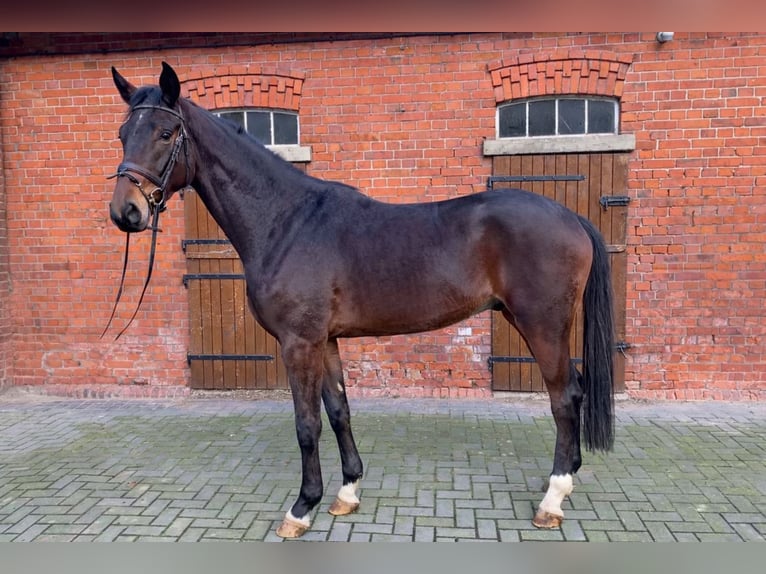 Hannoveraner Wallach 3 Jahre 174 cm Brauner in Blender