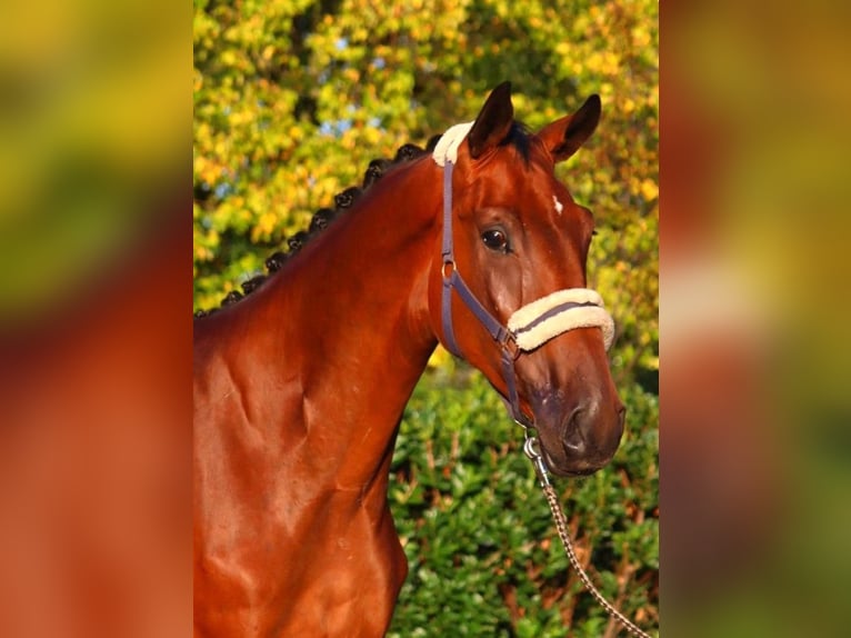 Hannoveraner Wallach 3 Jahre 174 cm Brauner in Selsingen