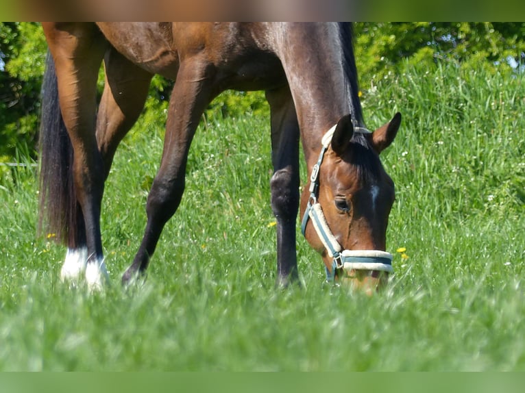 Hannoveraner Wallach 3 Jahre 174 cm Brauner in Krummh&#xF6;rn