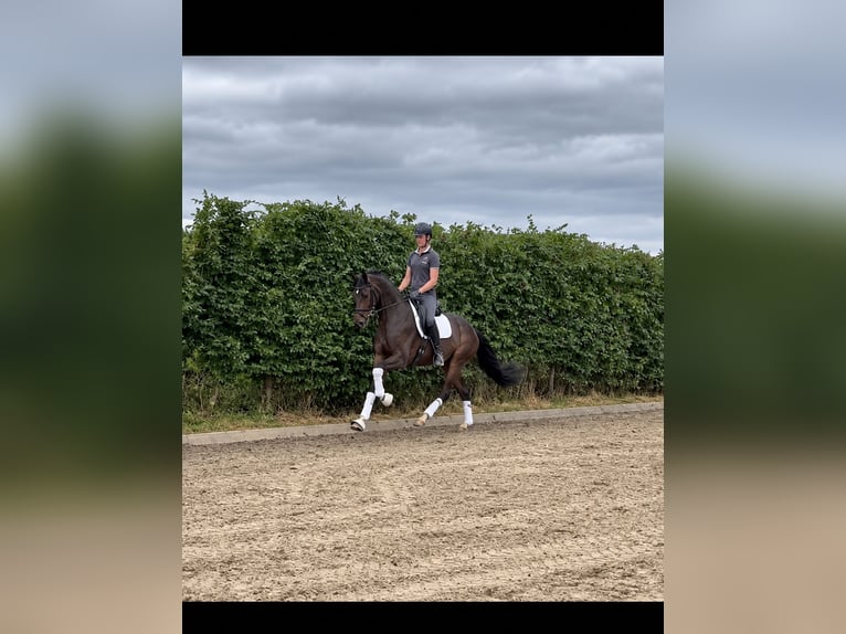 Hannoveraner Wallach 3 Jahre 174 cm Brauner in Viersen