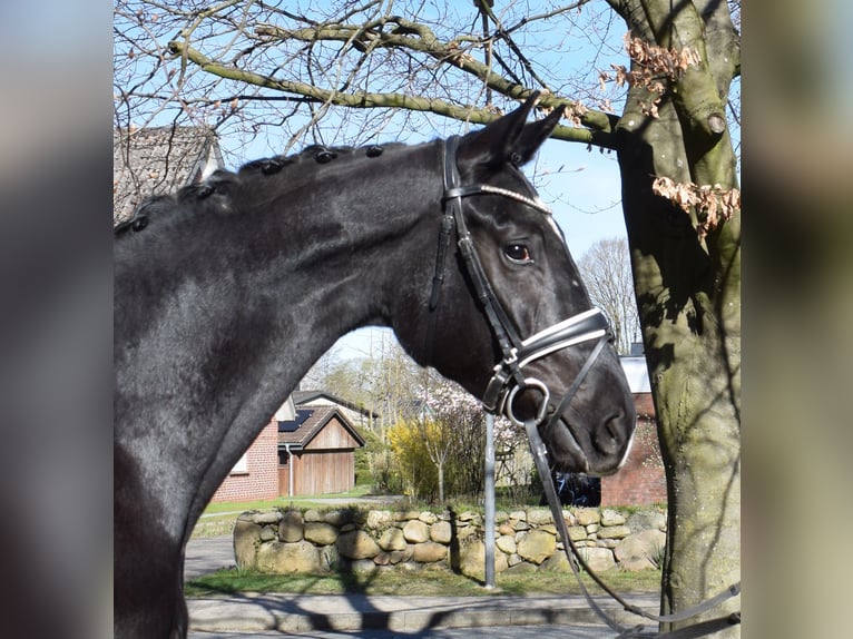 Hannoveraner Wallach 3 Jahre 174 cm Rappe in Fredenbeck
