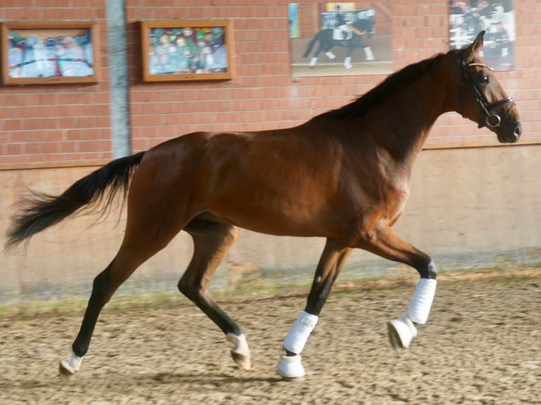 Hannoveraner Wallach 3 Jahre 175 cm Brauner in Paderborn