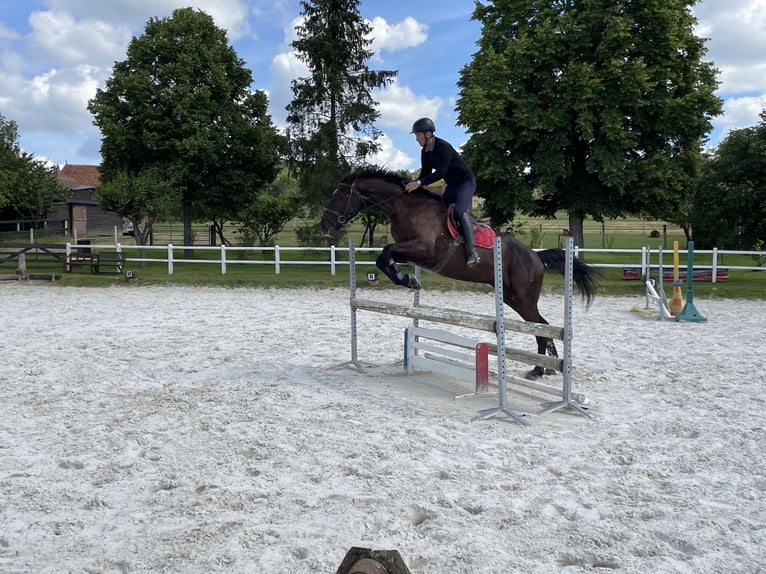 Hannoveraner Wallach 3 Jahre 175 cm Dunkelbrauner in DIGES