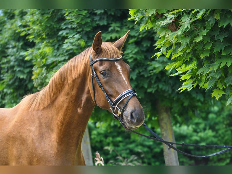 Hannoveraner Wallach 3 Jahre 175 cm Dunkelfuchs in G&#xFC;by