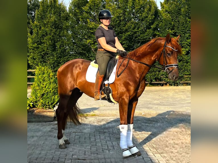 Hannoveraner Wallach 3 Jahre 175 cm Dunkelfuchs in Vechta