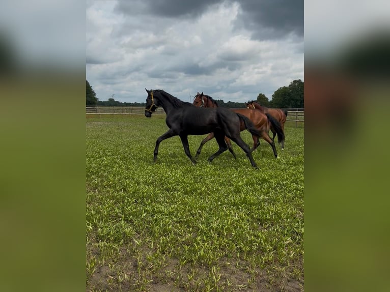 Hannoveraner Wallach 3 Jahre 175 cm Rappe in Winkelsett-Wohlde