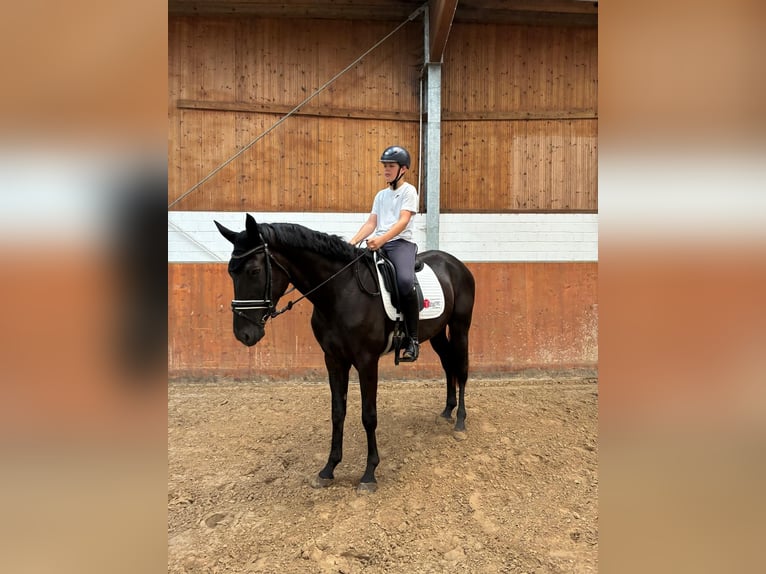 Hannoveraner Wallach 3 Jahre 175 cm Rappe in Winkelsett-Wohlde