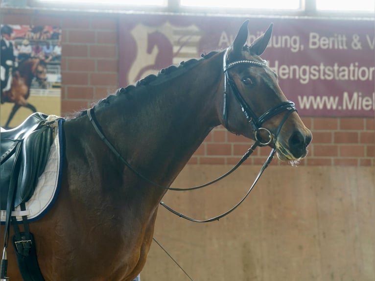 Hannoveraner Wallach 3 Jahre 176 cm Brauner in Paderborn Hannoveraner Wallach 3 Jahre 176 cm Brauner in Paderborn