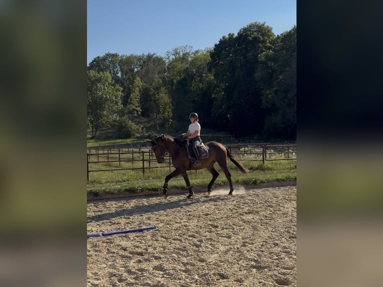 Hannoveraner Wallach 3 Jahre 178 cm Brauner in Rosdorf