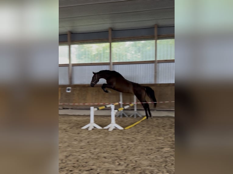 Hannoveraner Wallach 3 Jahre 178 cm Brauner in Rosdorf
