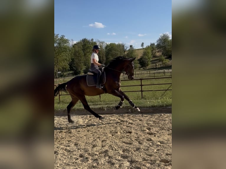 Hannoveraner Wallach 3 Jahre 178 cm Brauner in Rosdorf
