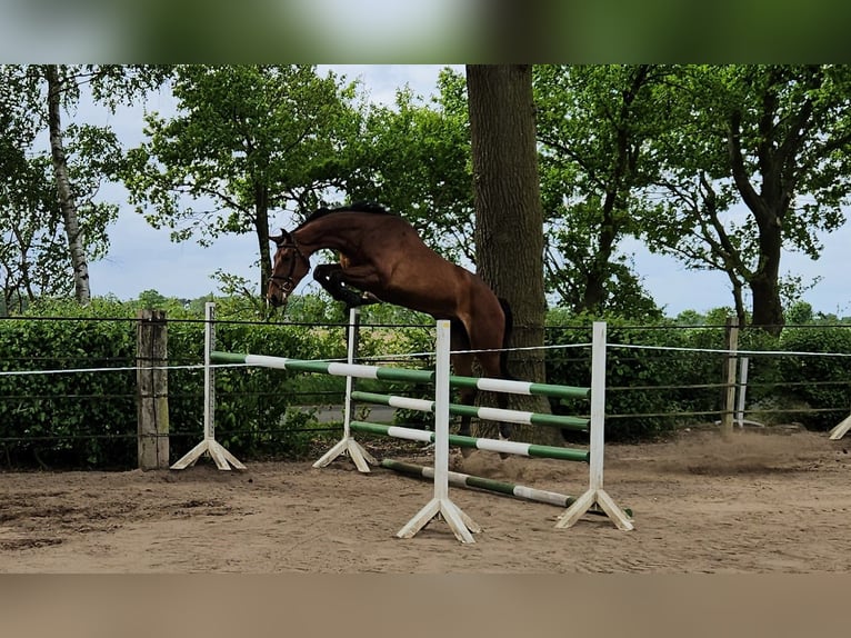 Hannoveraner Wallach 3 Jahre 178 cm Brauner in Warmsen