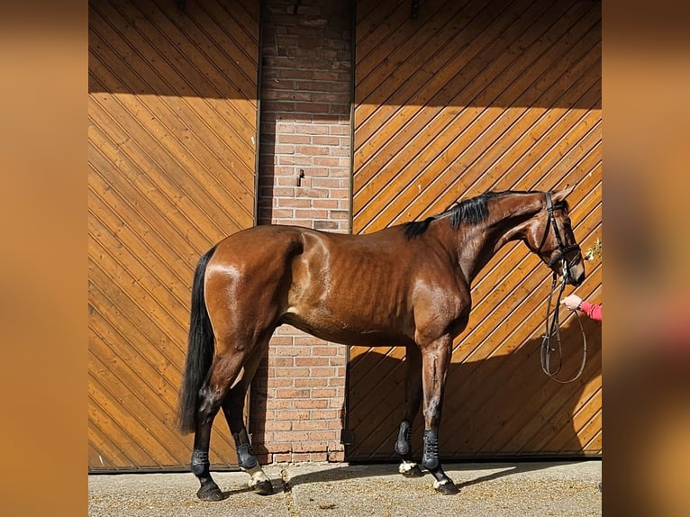 Hannoveraner Wallach 3 Jahre 178 cm Brauner in Warmsen