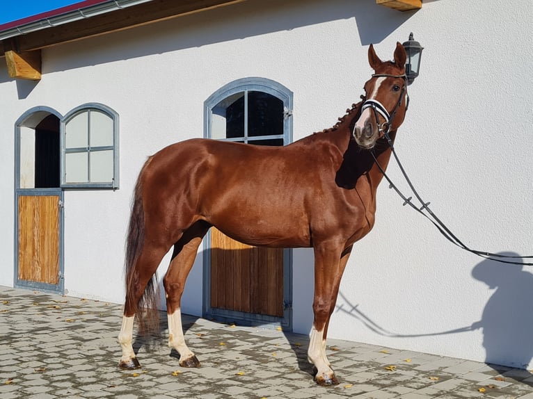 Hannoveraner Wallach 3 Jahre 178 cm Fuchs in Westerheim
