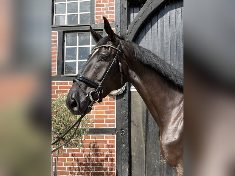 Hannoveraner Wallach 3 Jahre 180 cm Rappe in Coesfeld