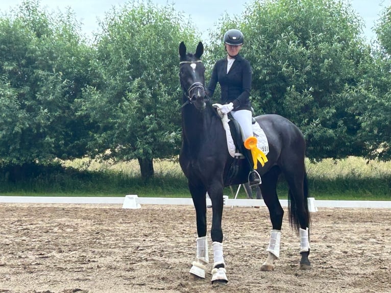 Hannoveraner Wallach 3 Jahre 180 cm Rappe in Minden