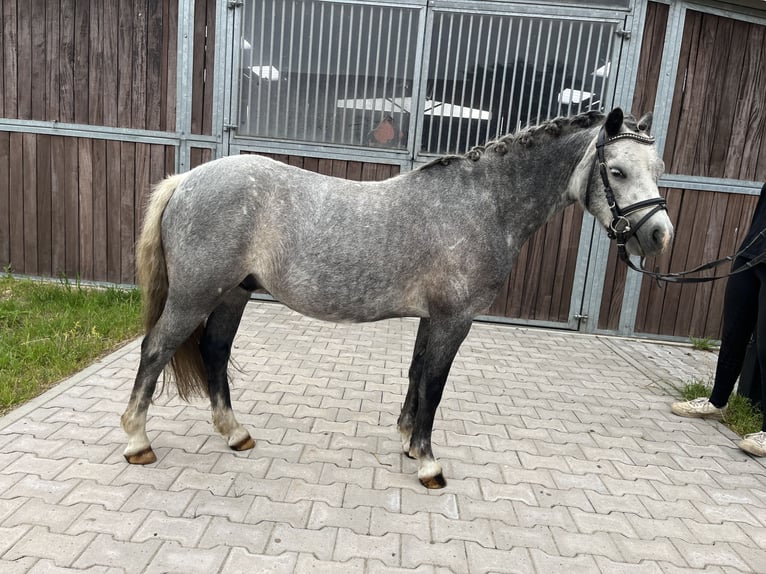 Hannoveraner Wallach 4 Jahre 122 cm Rappschimmel in Bleckede