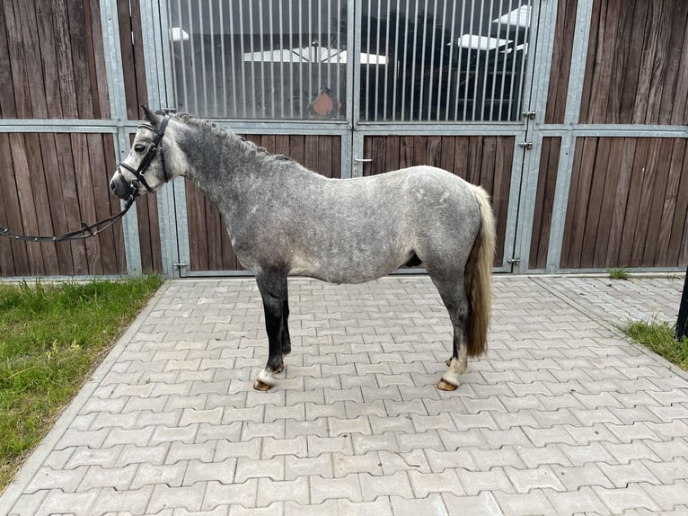 Hannoveraner Wallach 4 Jahre 122 cm Rappschimmel in Bleckede