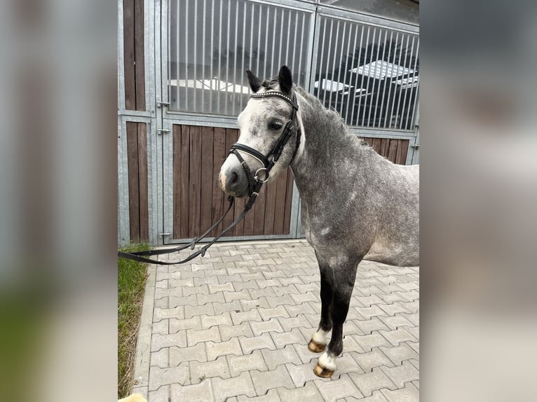 Hannoveraner Wallach 4 Jahre 122 cm Rappschimmel in Bleckede