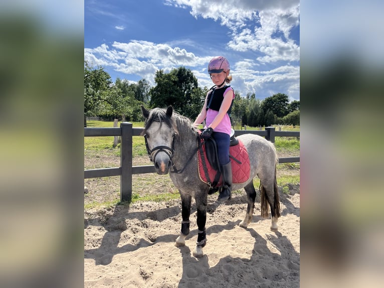 Hannoveraner Wallach 4 Jahre 122 cm Rappschimmel in Bleckede