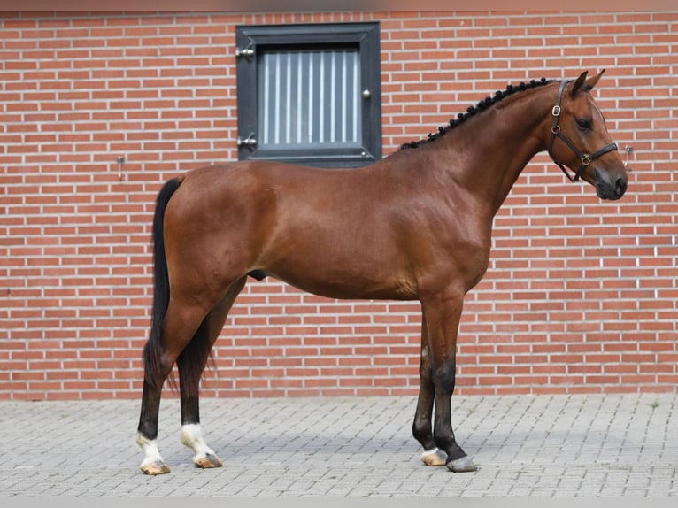 Hannoveraner Wallach 4 Jahre 156 cm Brauner in Zieuwent
