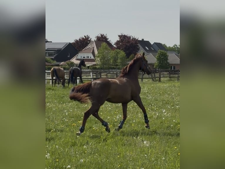 Hannoveraner Wallach 4 Jahre 156 cm Fuchs in Herten