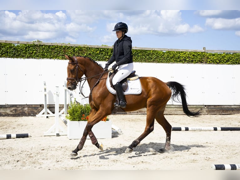 Hannoveraner Wallach 4 Jahre 158 cm Brauner in Waddinxveen