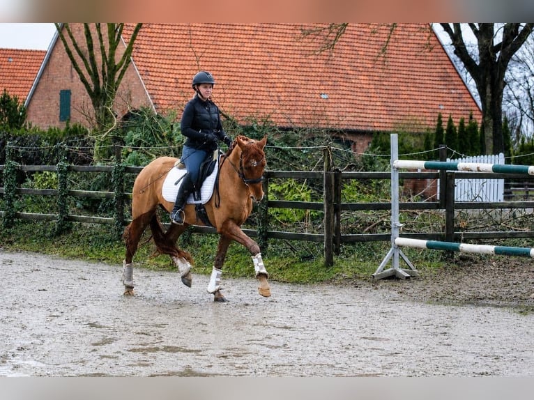 Hannoveraner Wallach 4 Jahre 158 cm Fuchs in Fürstenau
