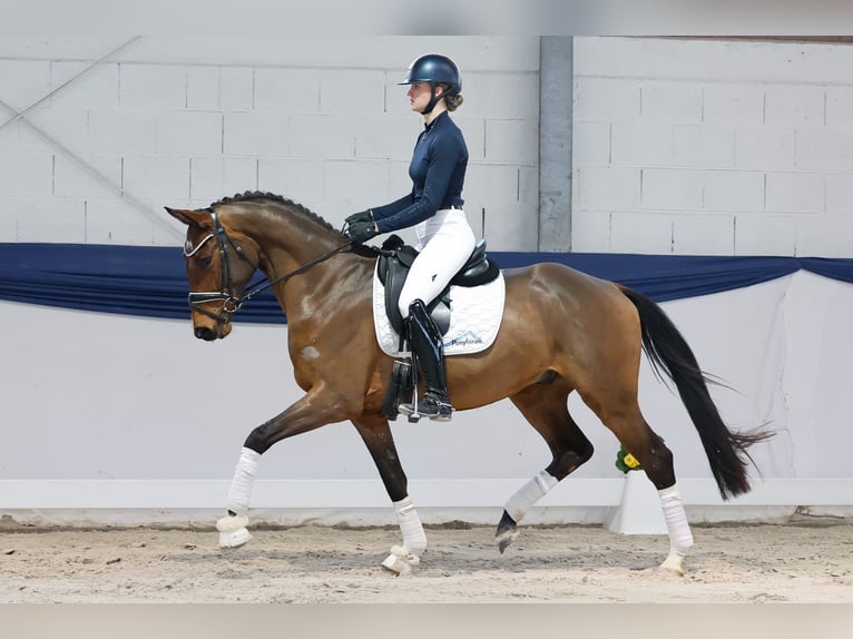 Hannoveraner Wallach 4 Jahre 159 cm Brauner in Marsberg