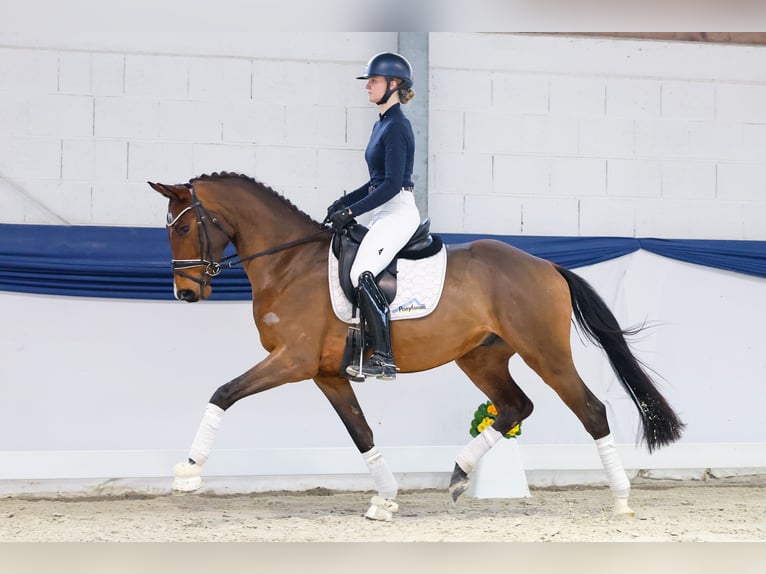 Hannoveraner Wallach 4 Jahre 159 cm Brauner in Marsberg
