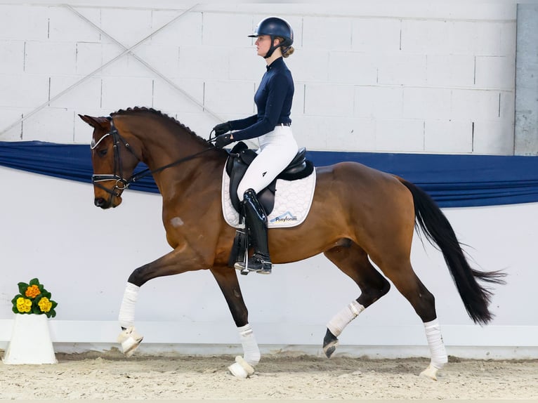 Hannoveraner Wallach 4 Jahre 159 cm Brauner in Marsberg
