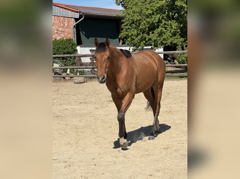 Hannoveraner Wallach 4 Jahre 160 cm Brauner in Elsdorf