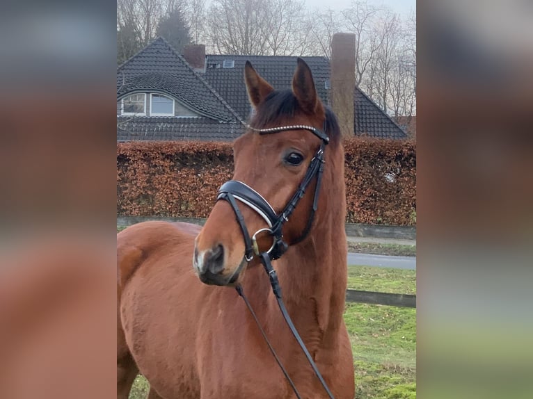 Hannoveraner Wallach 4 Jahre 160 cm Brauner in Breddorf