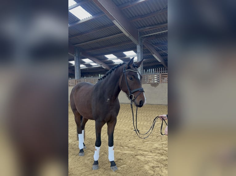 Hannoveraner Wallach 4 Jahre 160 cm Dunkelbrauner in Windeck