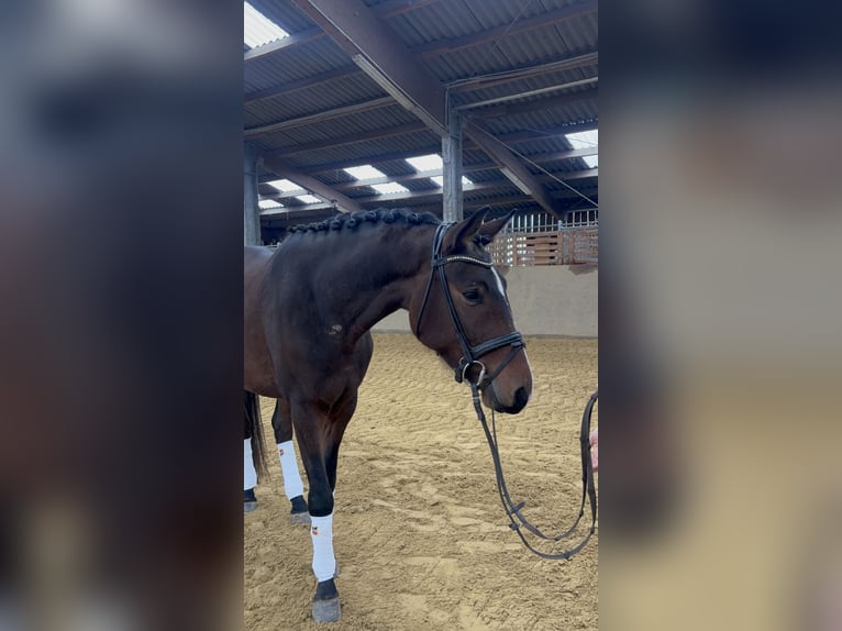 Hannoveraner Wallach 4 Jahre 160 cm Dunkelbrauner in Windeck