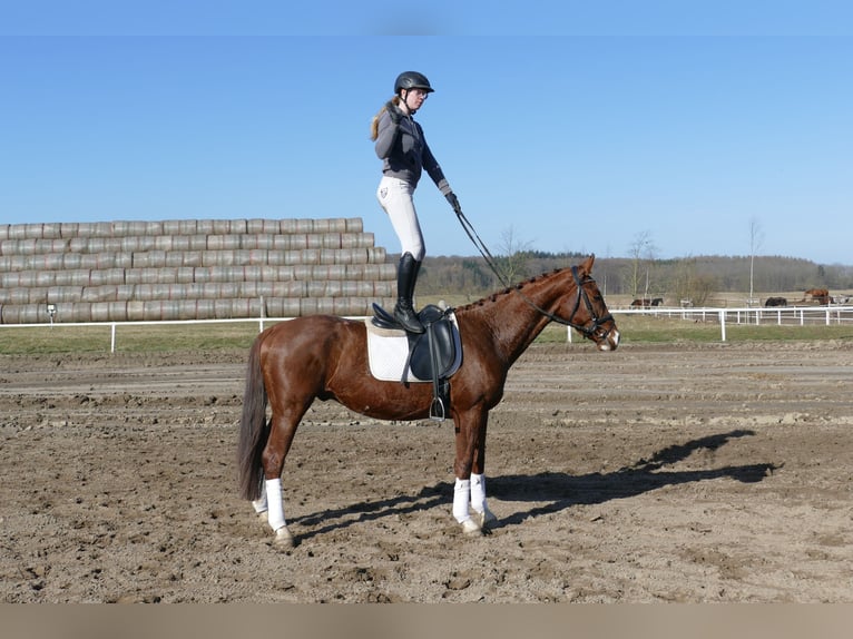Hannoveraner Wallach 4 Jahre 160 cm Fuchs in Ganschow