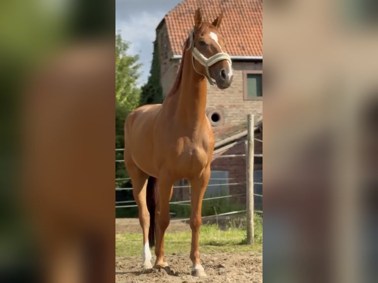 Hannoveraner Wallach 4 Jahre 160 cm Fuchs in Trierweiler