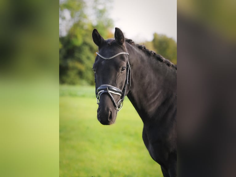 Hannoveraner Wallach 4 Jahre 160 cm Rappe in Ennigerloh