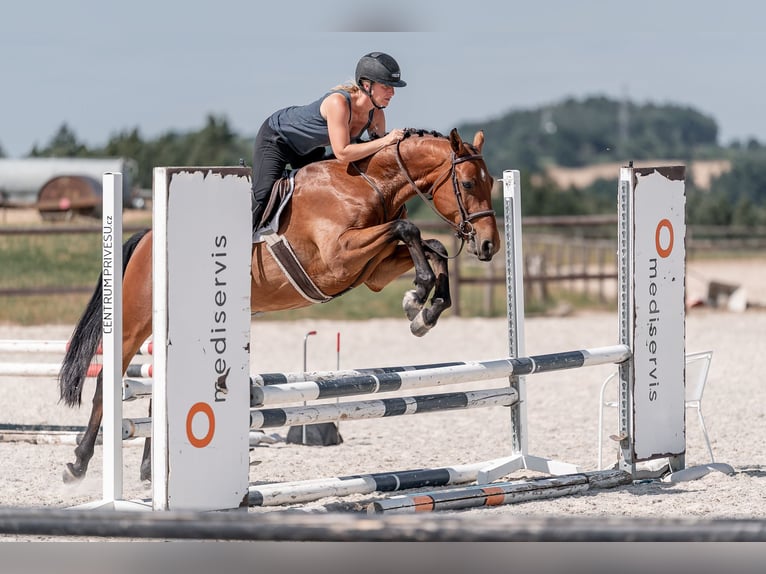 Hannoveraner Wallach 4 Jahre 160 cm Rotbrauner in Zduchovice