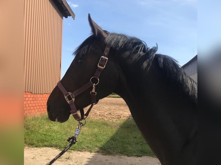 Hannoveraner Wallach 4 Jahre 160 cm Schwarzbrauner in Bassum