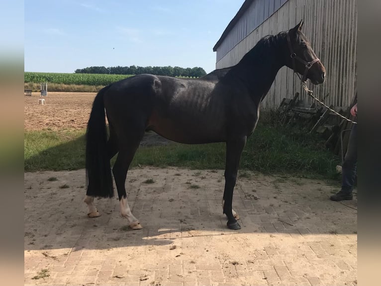 Hannoveraner Wallach 4 Jahre 160 cm Schwarzbrauner in Bassum