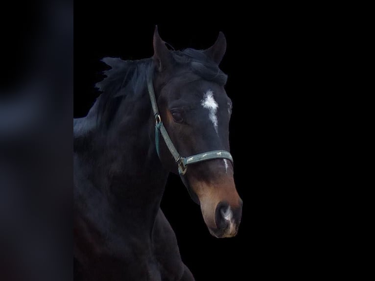 Hannoveraner Wallach 4 Jahre 160 cm Schwarzbrauner in Bassum