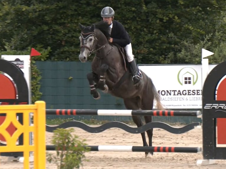 Hannoveraner Wallach 4 Jahre 161 cm Schimmel in Alfter