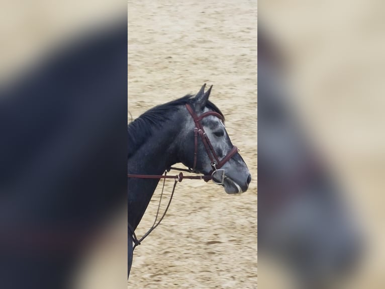 Hannoveraner Wallach 4 Jahre 161 cm Schimmel in Alfter