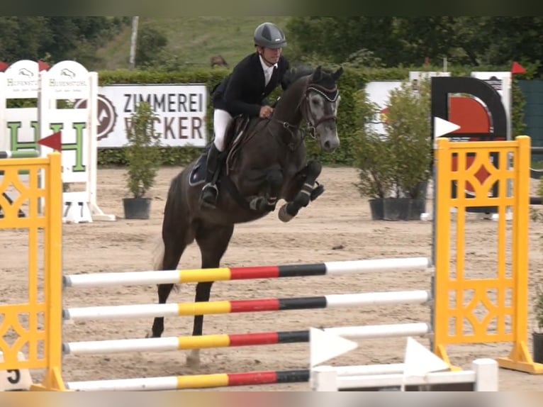 Hannoveraner Wallach 4 Jahre 161 cm Schimmel in Alfter