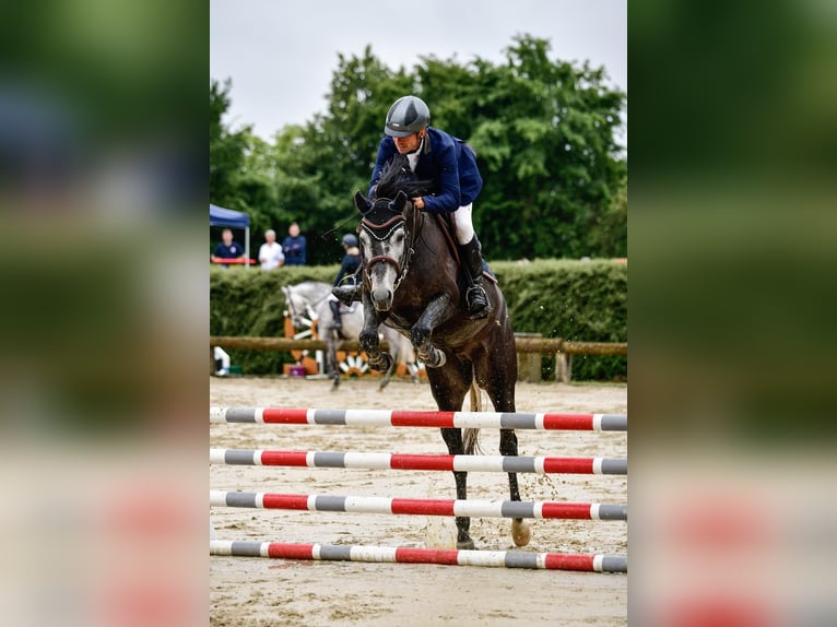 Hannoveraner Wallach 4 Jahre 161 cm Schimmel in Leichlingen