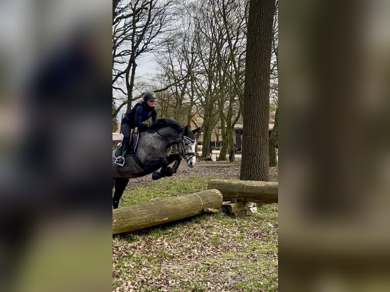 Hannoveraner Wallach 4 Jahre 161 cm Schimmel in Rosdorf